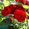 Roseira é escolhida a flor símbolo de São Pedro do Butiá