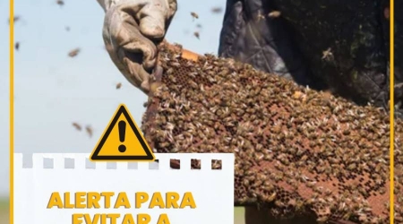 Alerta para evitar a mortandade de abelhas