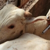 Vacina contra a Febre Aftosa